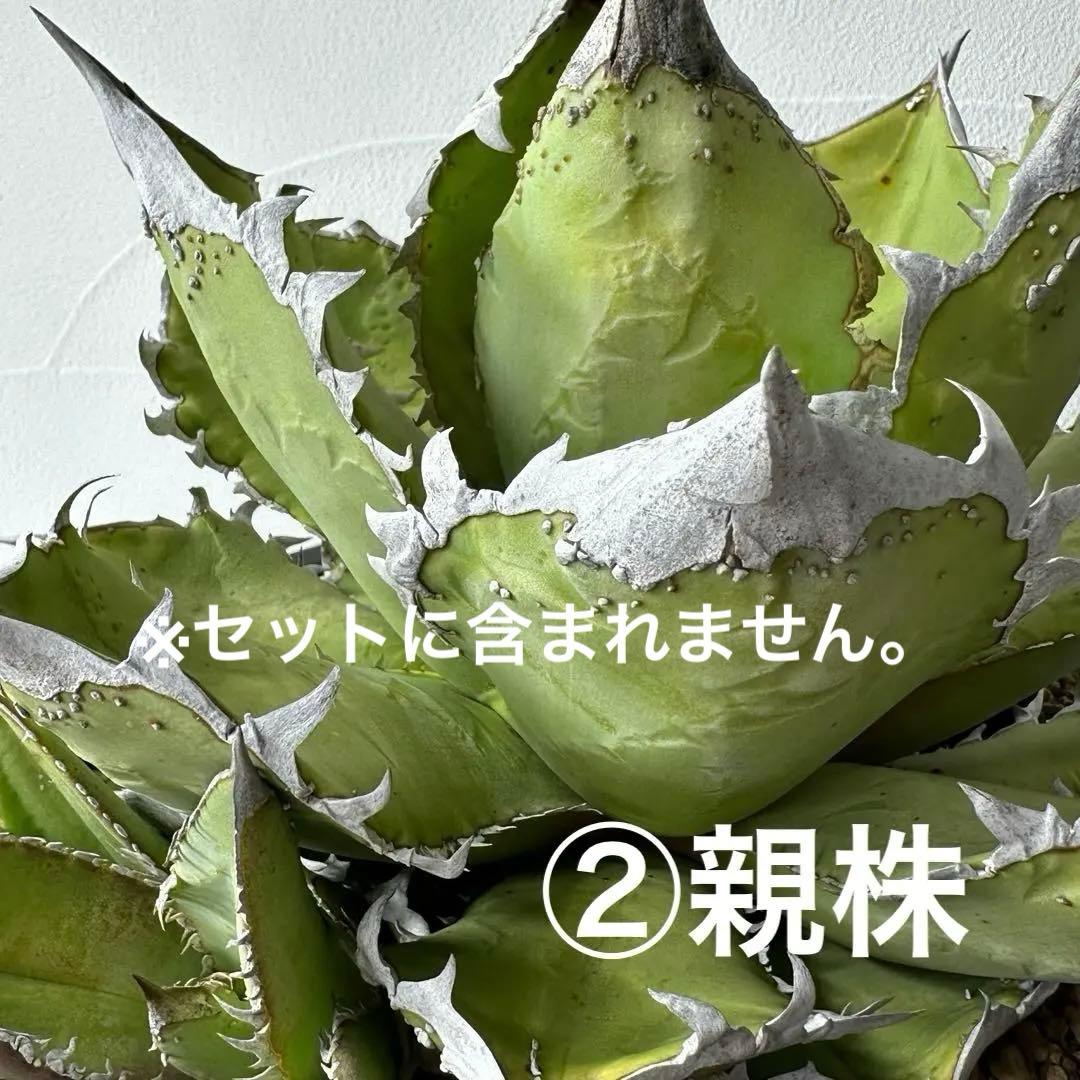 【初出】 チタノタEU産 極太 ブツブツ セット ※バラ売り可 検）冰雹、麻花龍