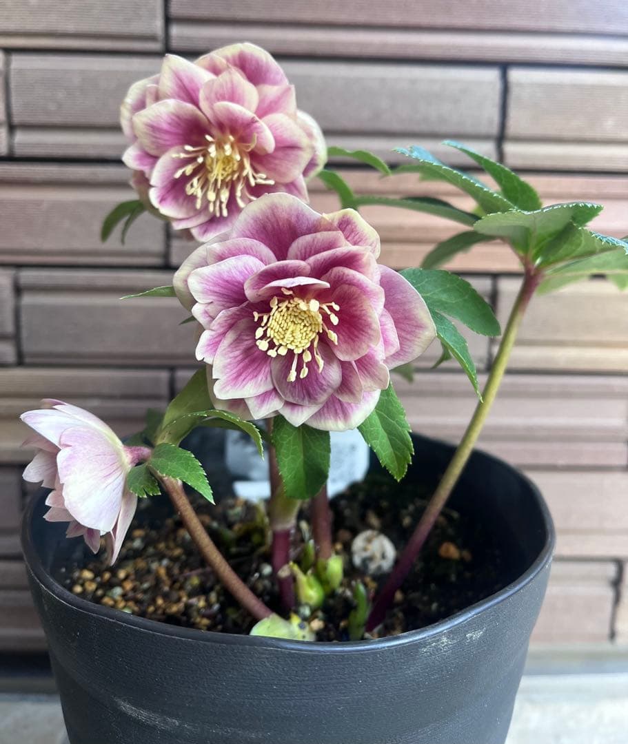 広瀬園芸 クリスマスローズ ソレイユdd