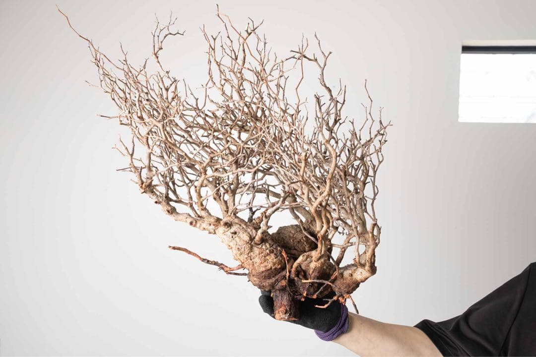 DP82　オペルクリカリア パキプス ベアルート株