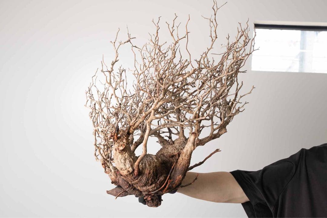 DP82　オペルクリカリア パキプス ベアルート株