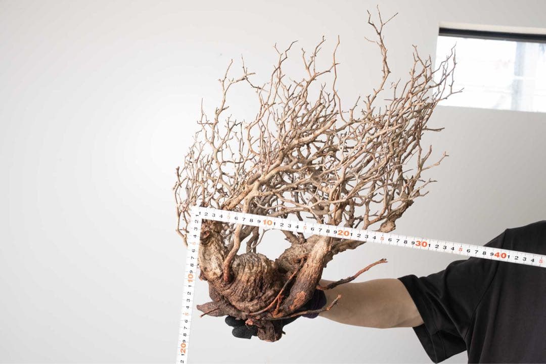 DP82　オペルクリカリア パキプス ベアルート株