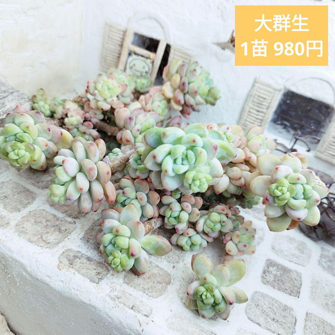 クラバツム(大群生)◎多肉植物 カット苗 韓国苗 エケベリア等