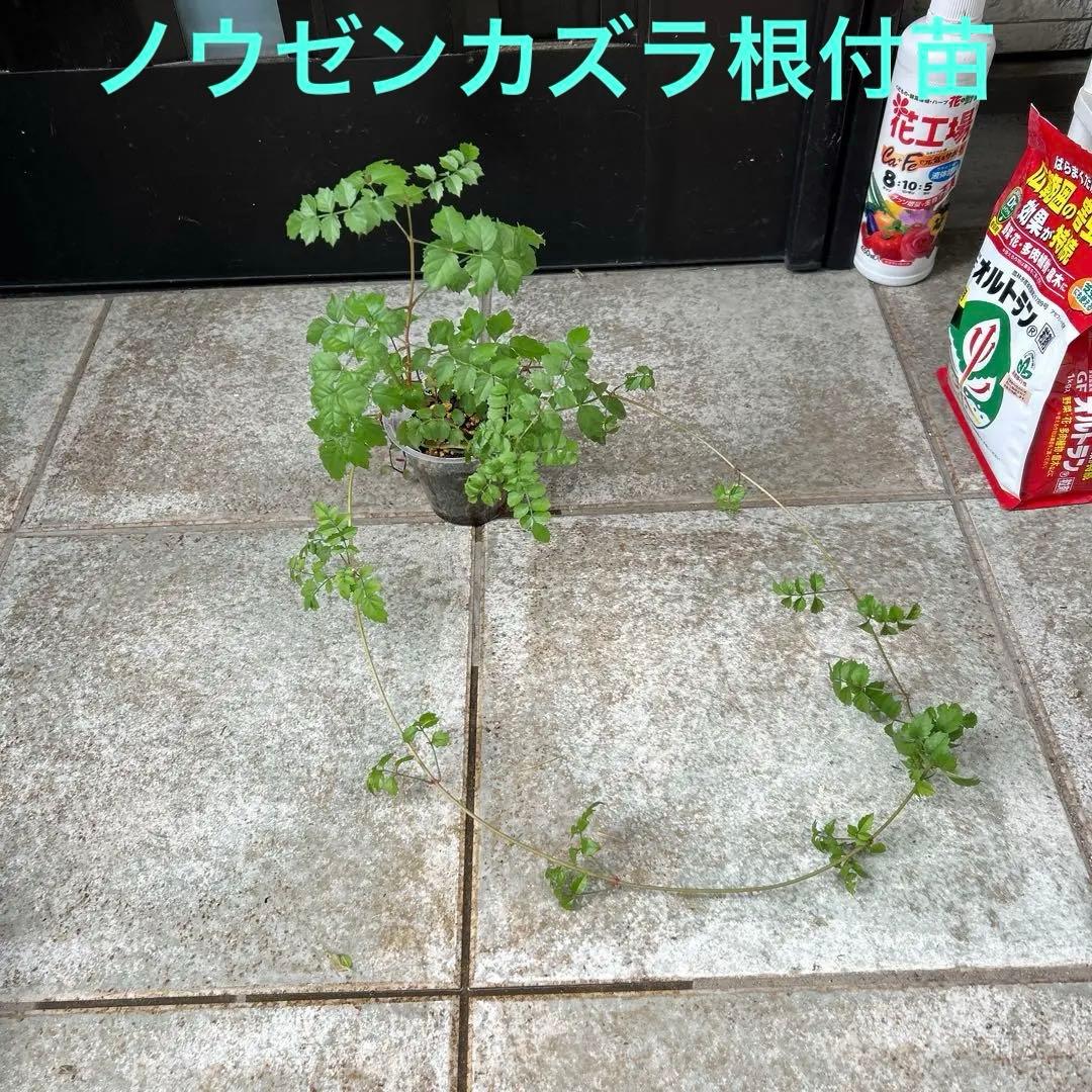 ノウゼンカズラ　根付苗