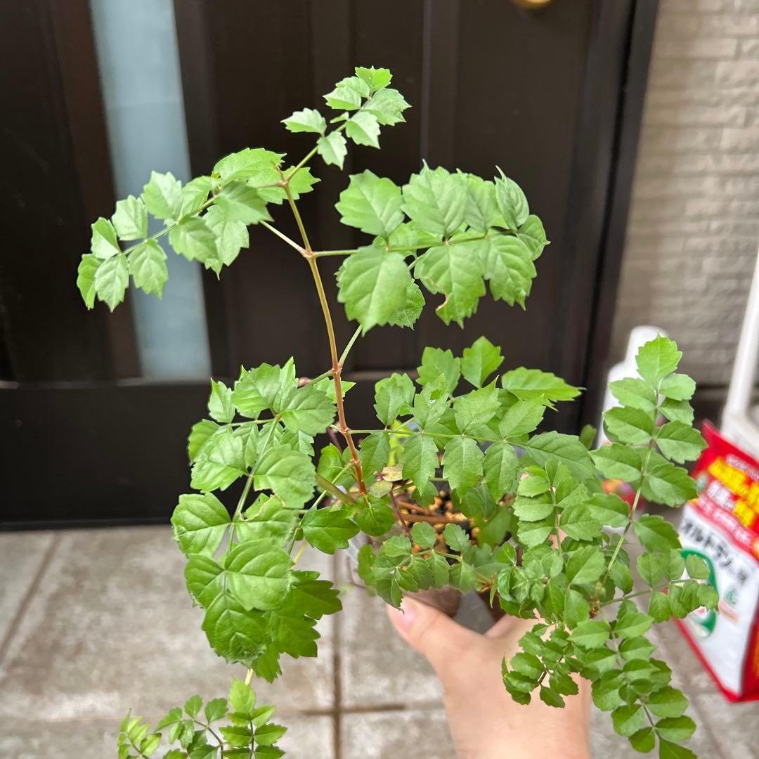 ノウゼンカズラ　根付苗