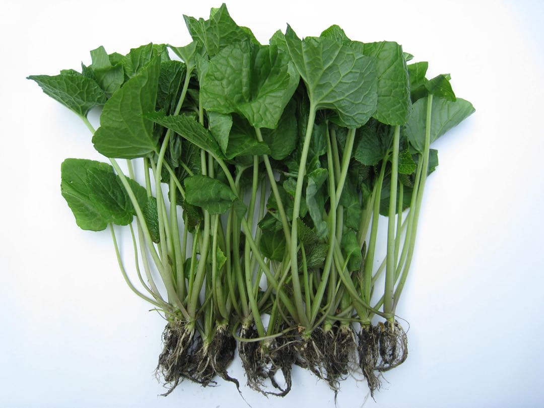 静岡県産　わさび苗　１００本　ワサビ　山葵