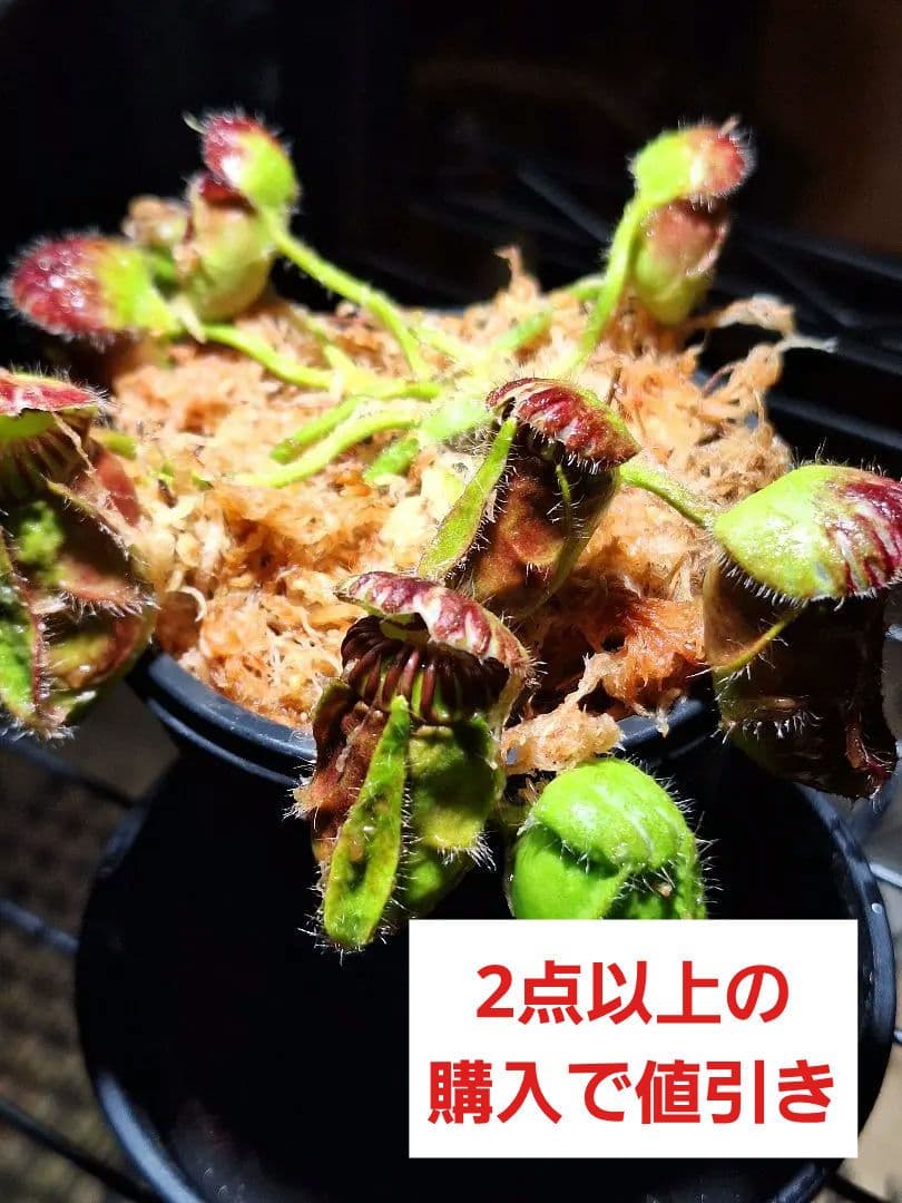 cephalotus follicularis 恵比寿 セファロタス