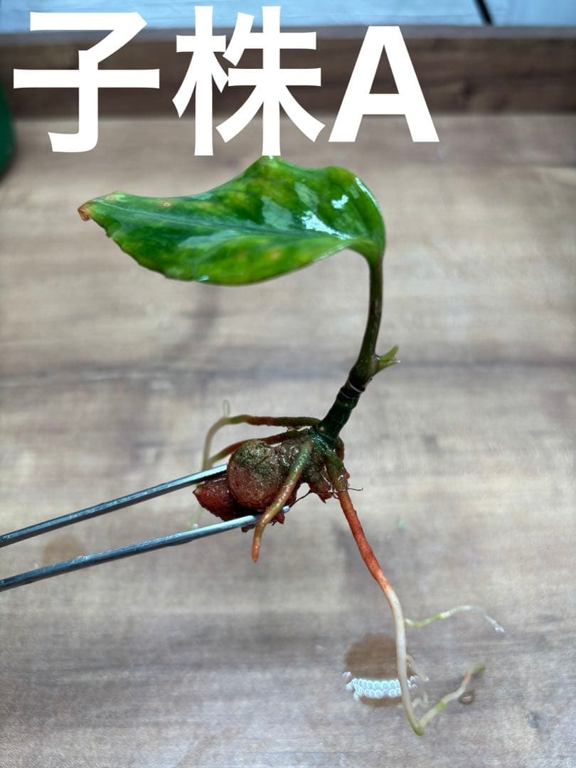 アグラオネマピクタムKashyyyk子株【LA0816-1ss】