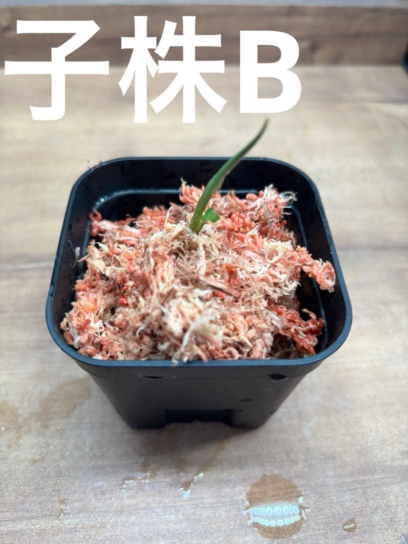 アグラオネマピクタムKashyyyk子株【LA0816-1ss】