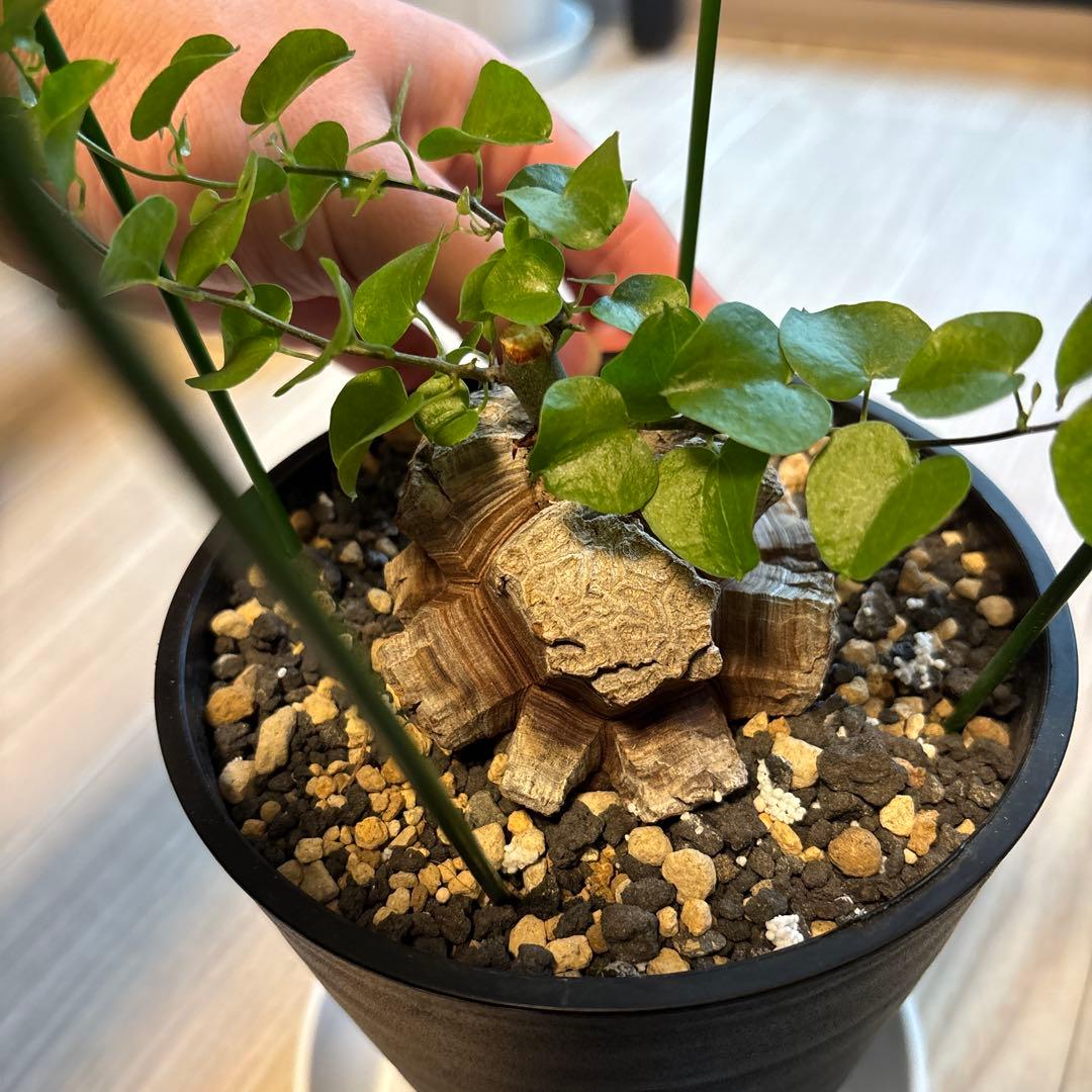 アフリカ亀甲竜　ディオスコレア　エレファンティペス