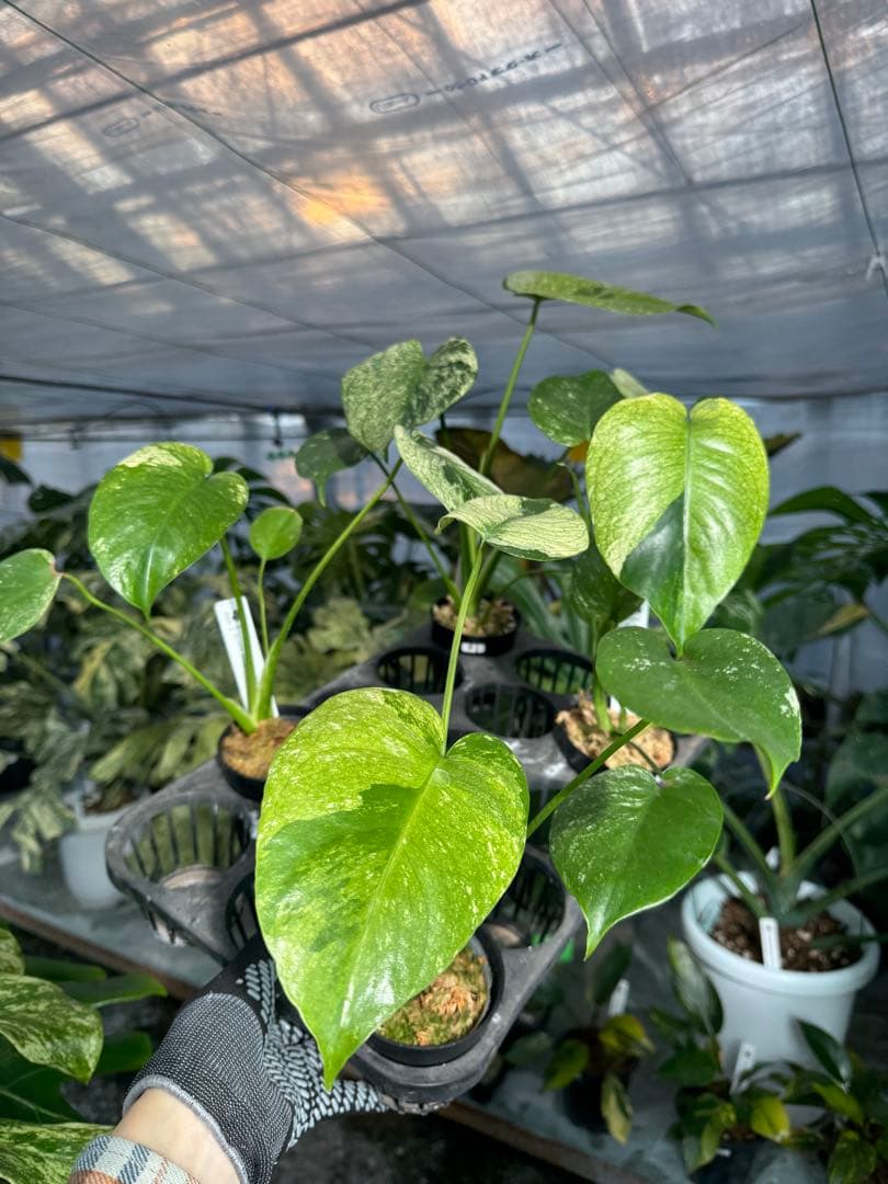 ご確認用　モンステラ　デリシオーサ　ミント　トリカラー