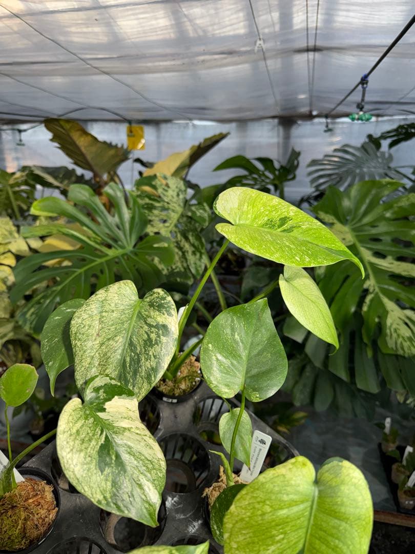 ご確認用　モンステラ　デリシオーサ　ミント　トリカラー