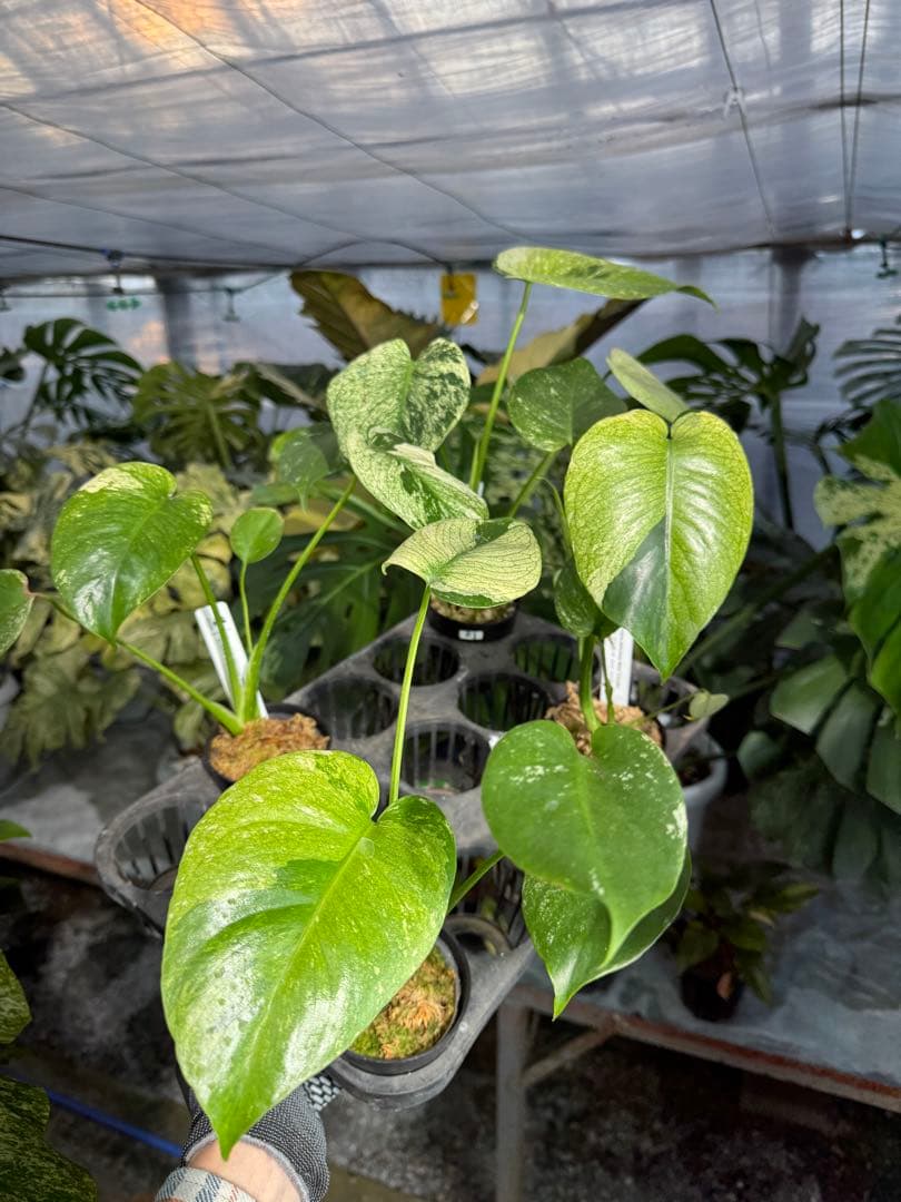 ご確認用　モンステラ　デリシオーサ　ミント　トリカラー