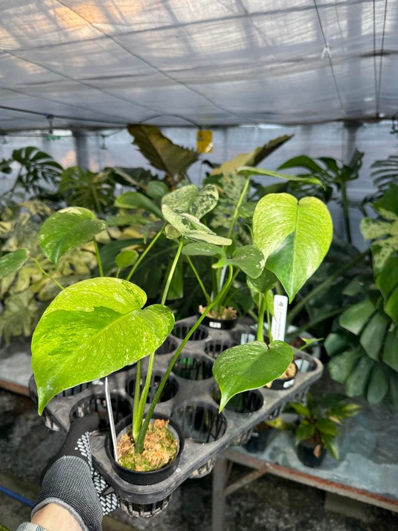 ご確認用　モンステラ　デリシオーサ　ミント　トリカラー