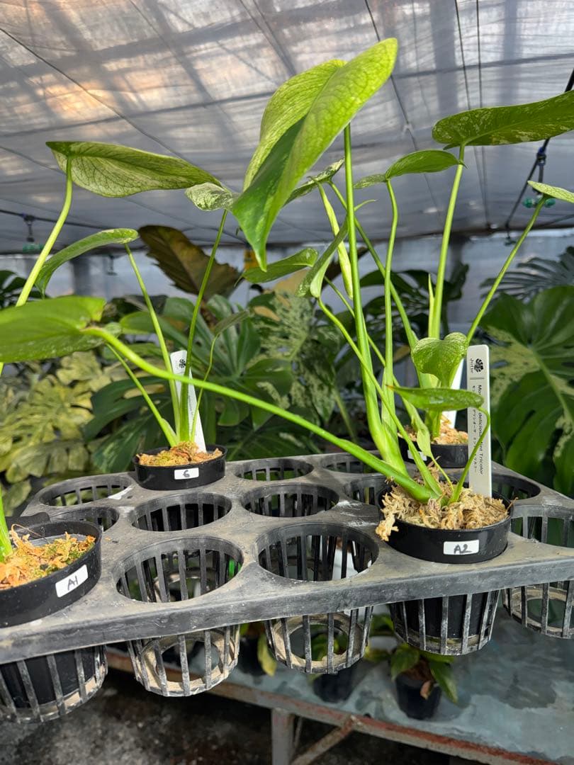 ご確認用　モンステラ　デリシオーサ　ミント　トリカラー