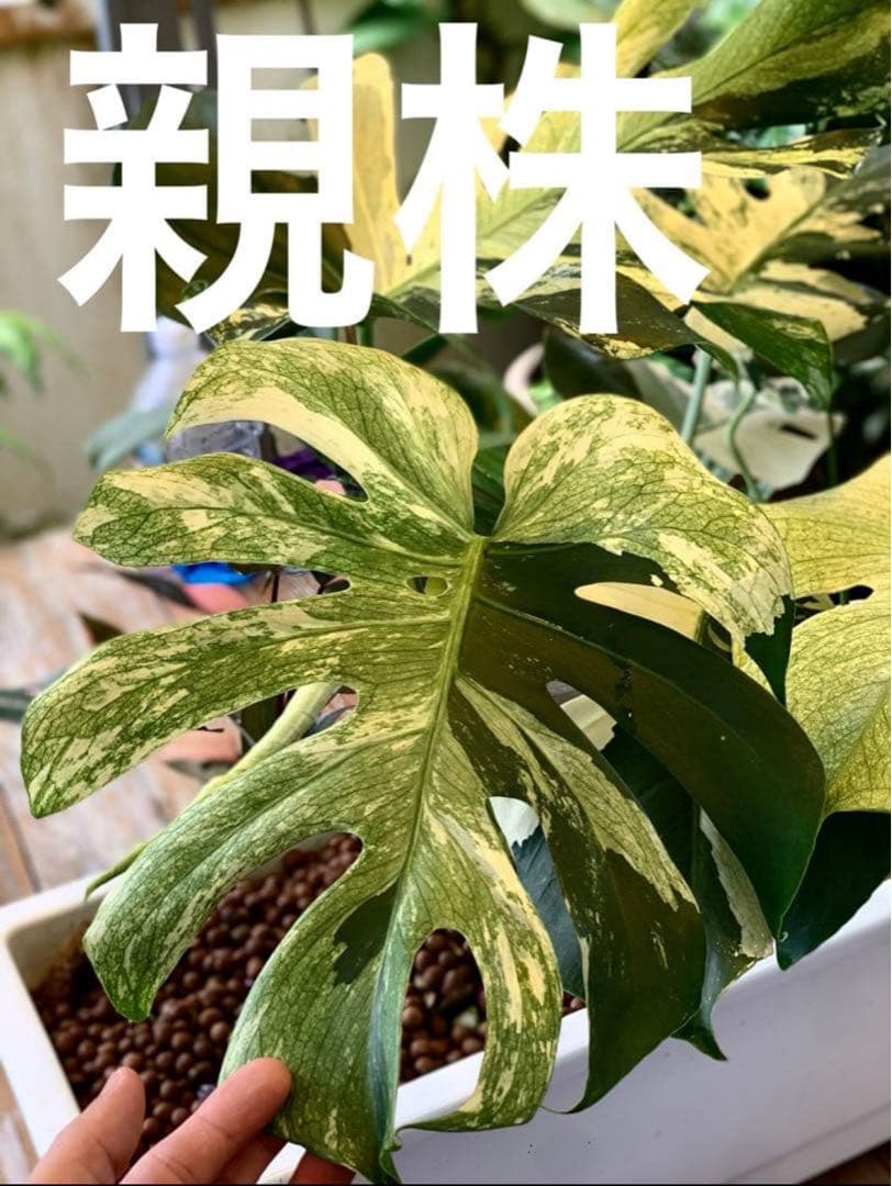 ご確認用　モンステラ　デリシオーサ　ミント　トリカラー