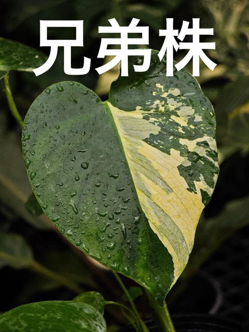 ご確認用　モンステラ　デリシオーサ　ミント　トリカラー