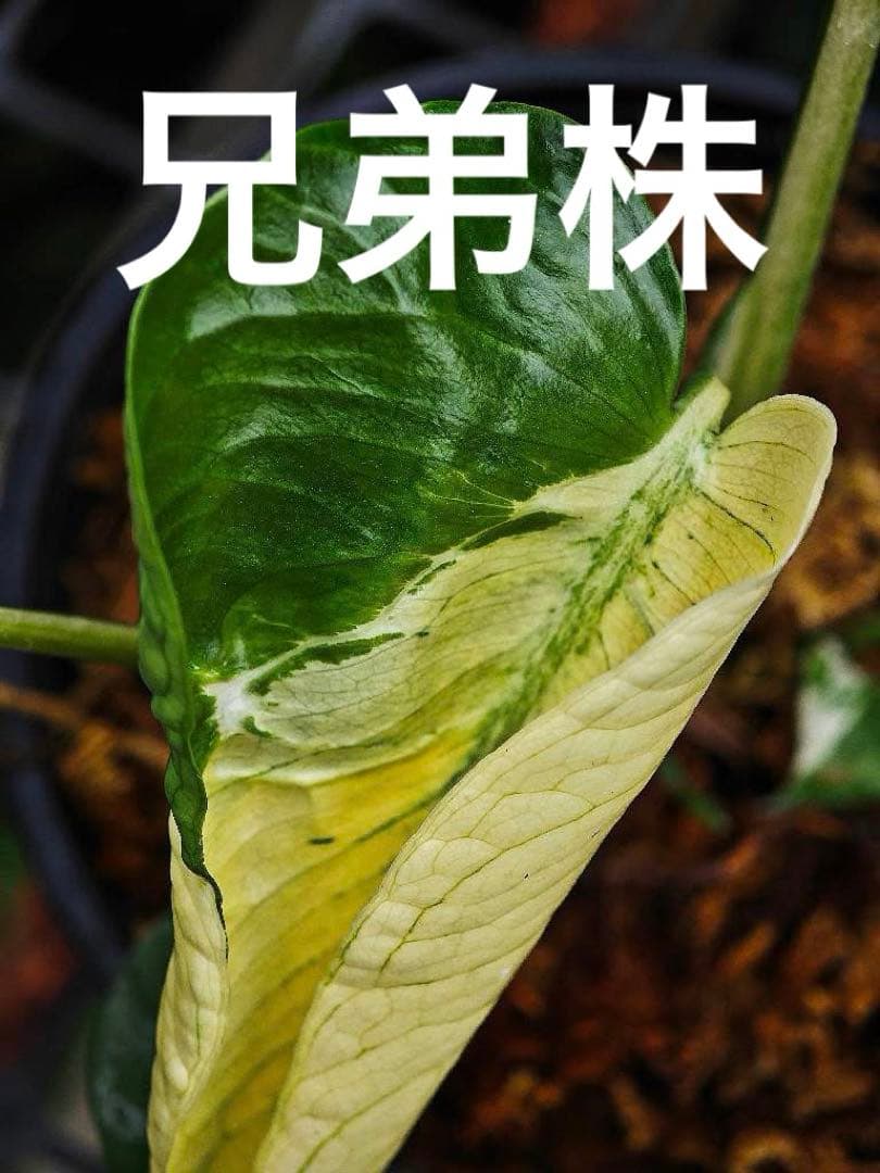 ご確認用　モンステラ　デリシオーサ　ミント　トリカラー