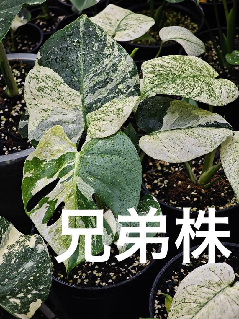 ご確認用　モンステラ　デリシオーサ　ミント　トリカラー