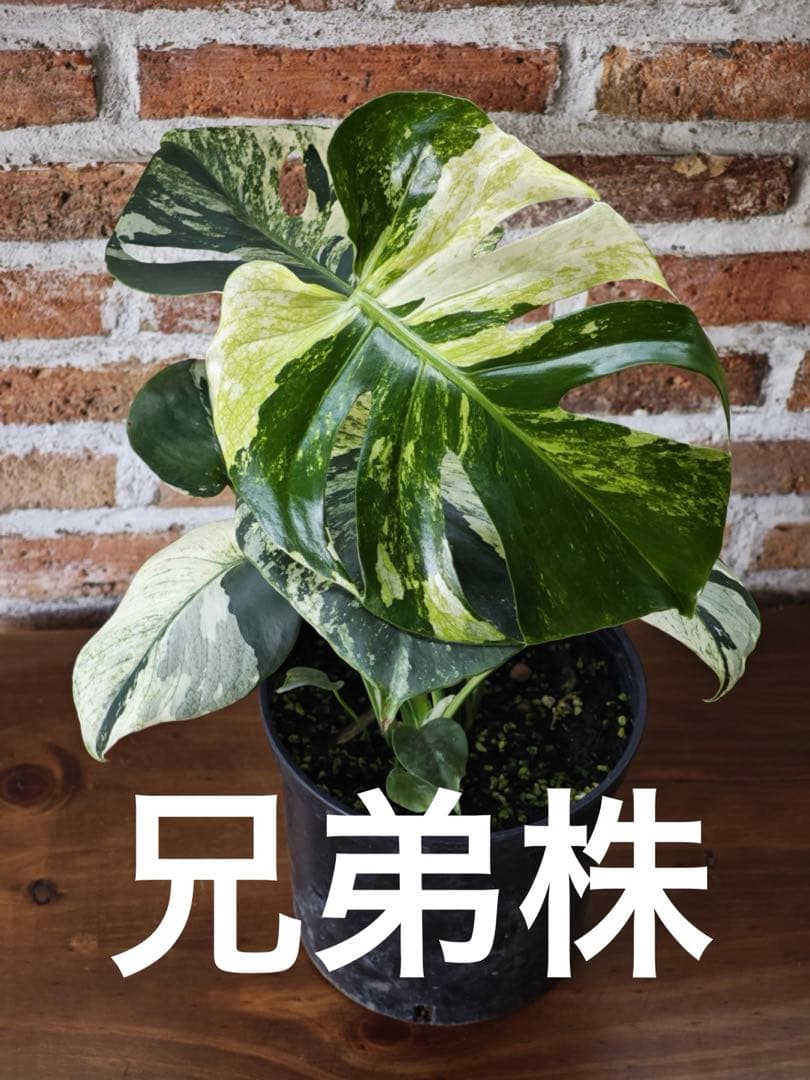 ご確認用　モンステラ　デリシオーサ　ミント　トリカラー