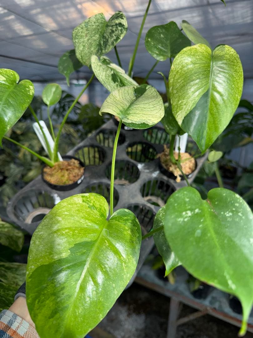 ご確認用　モンステラ　デリシオーサ　ミント　トリカラー