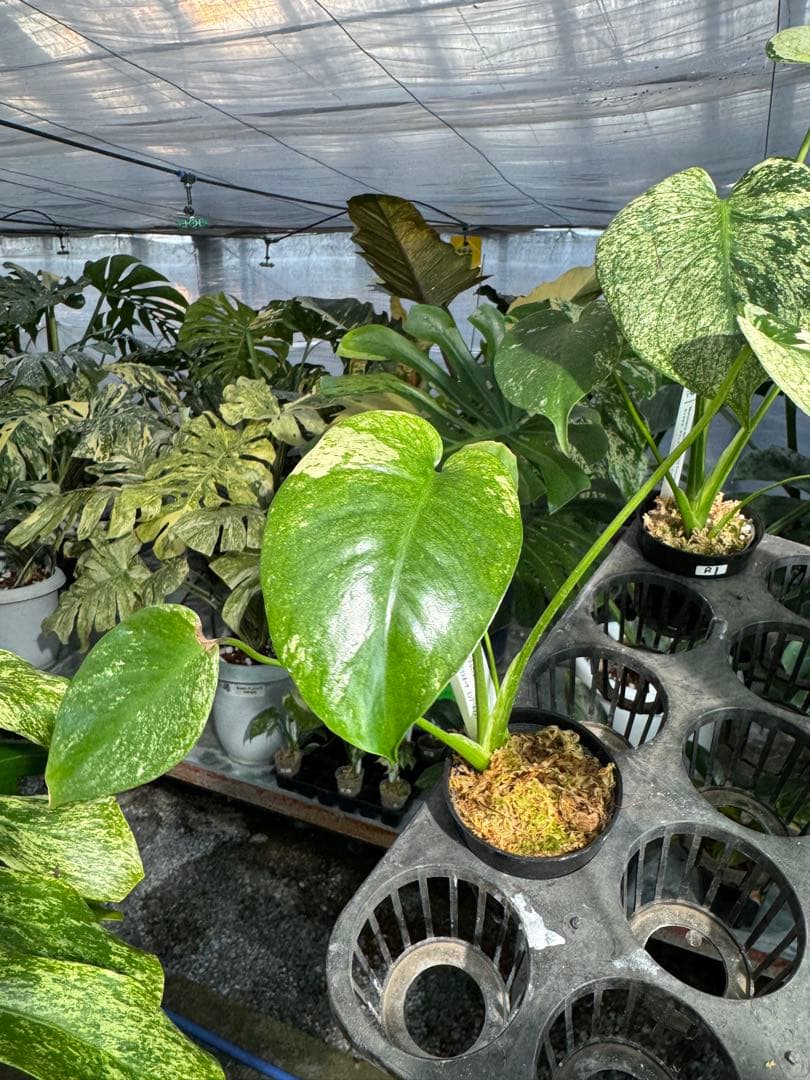 ご確認用　モンステラ　デリシオーサ　ミント　トリカラー