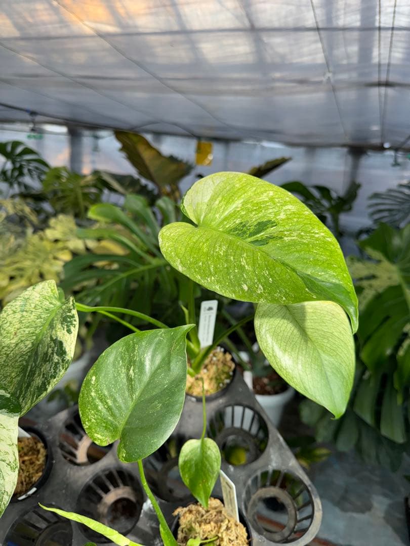 ご確認用　モンステラ　デリシオーサ　ミント　トリカラー