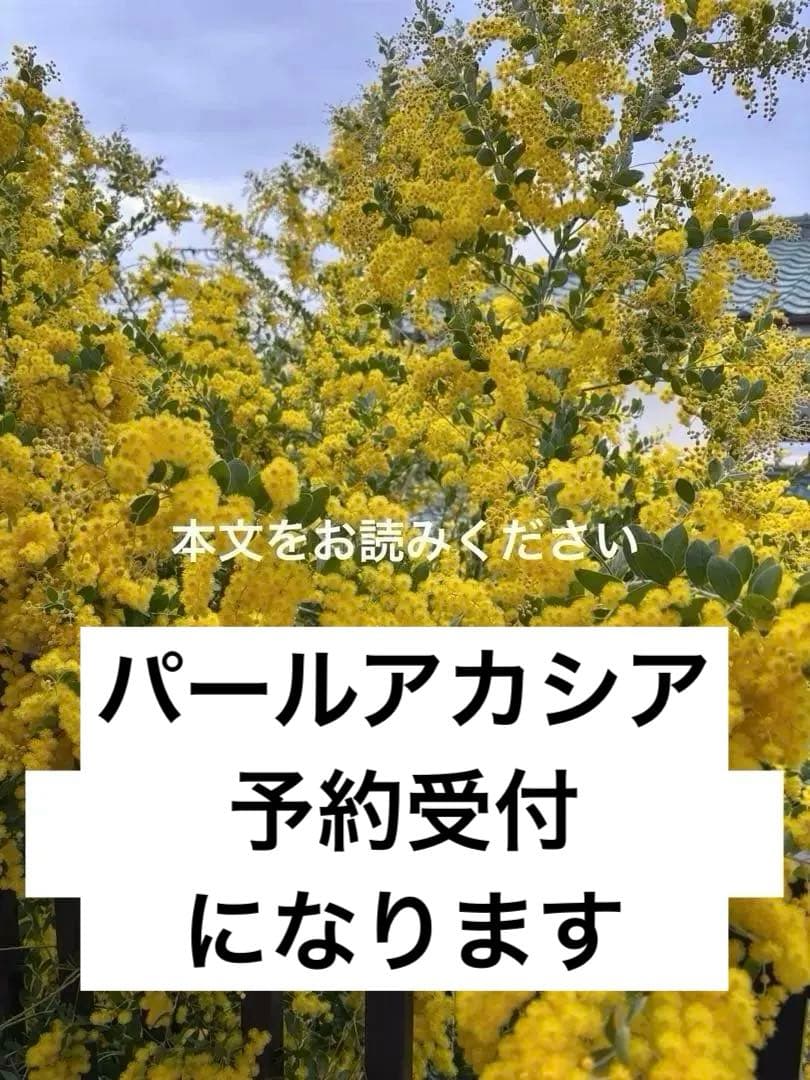 フレッシュパールアカシア ミモザ 切りたてダンボールいっぱい