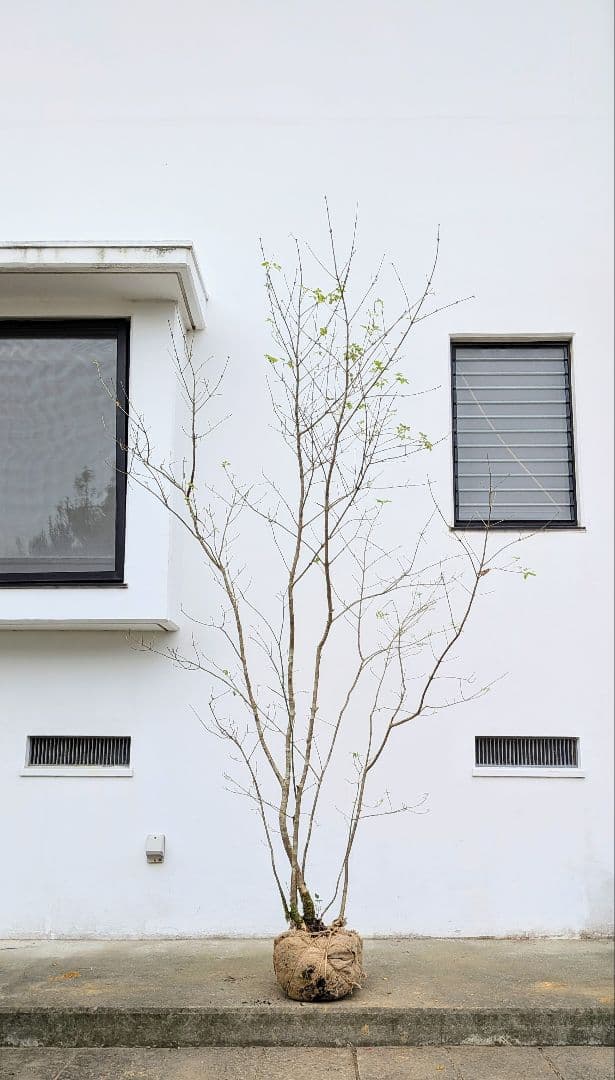 至高の2.5m。山採りアオダモ。