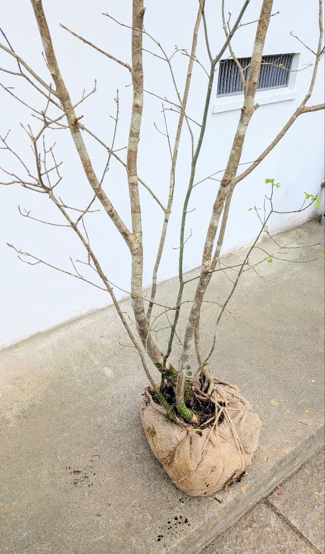 至高の2.5m。山採りアオダモ。