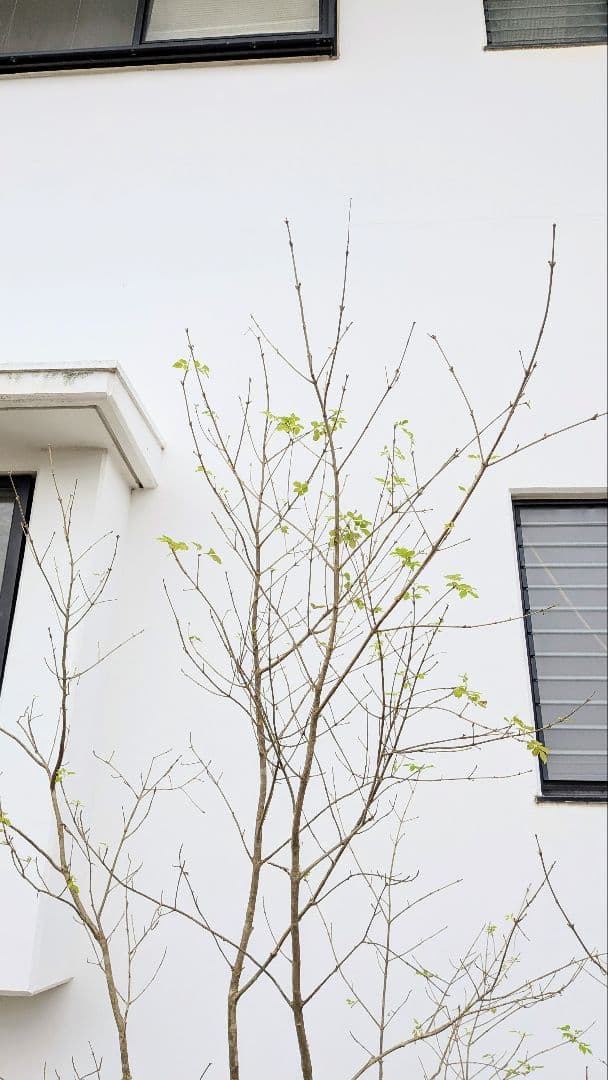 至高の2.5m。山採りアオダモ。