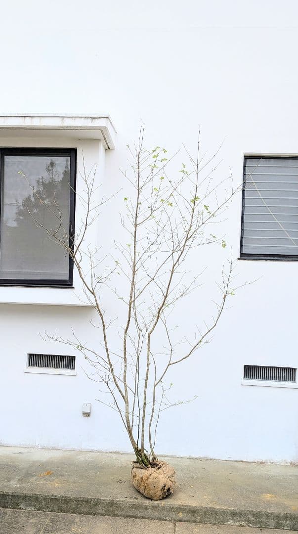 至高の2.5m。山採りアオダモ。