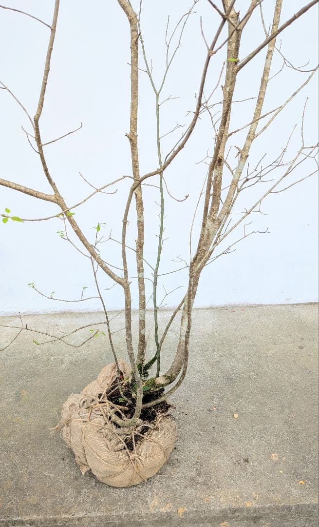 至高の2.5m。山採りアオダモ。