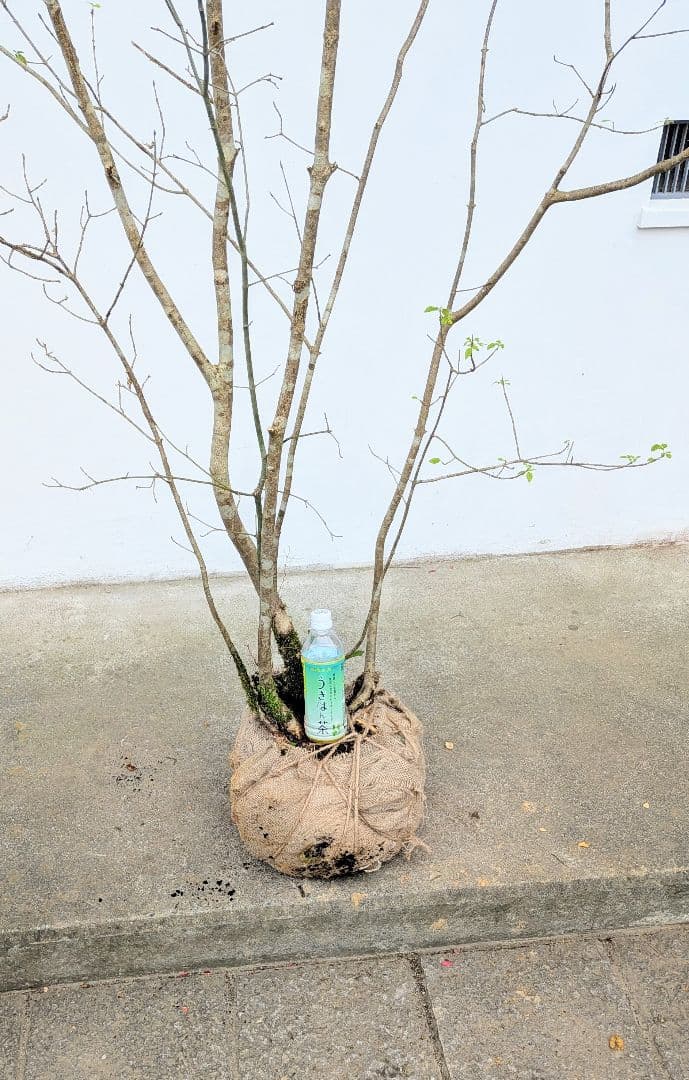 至高の2.5m。山採りアオダモ。