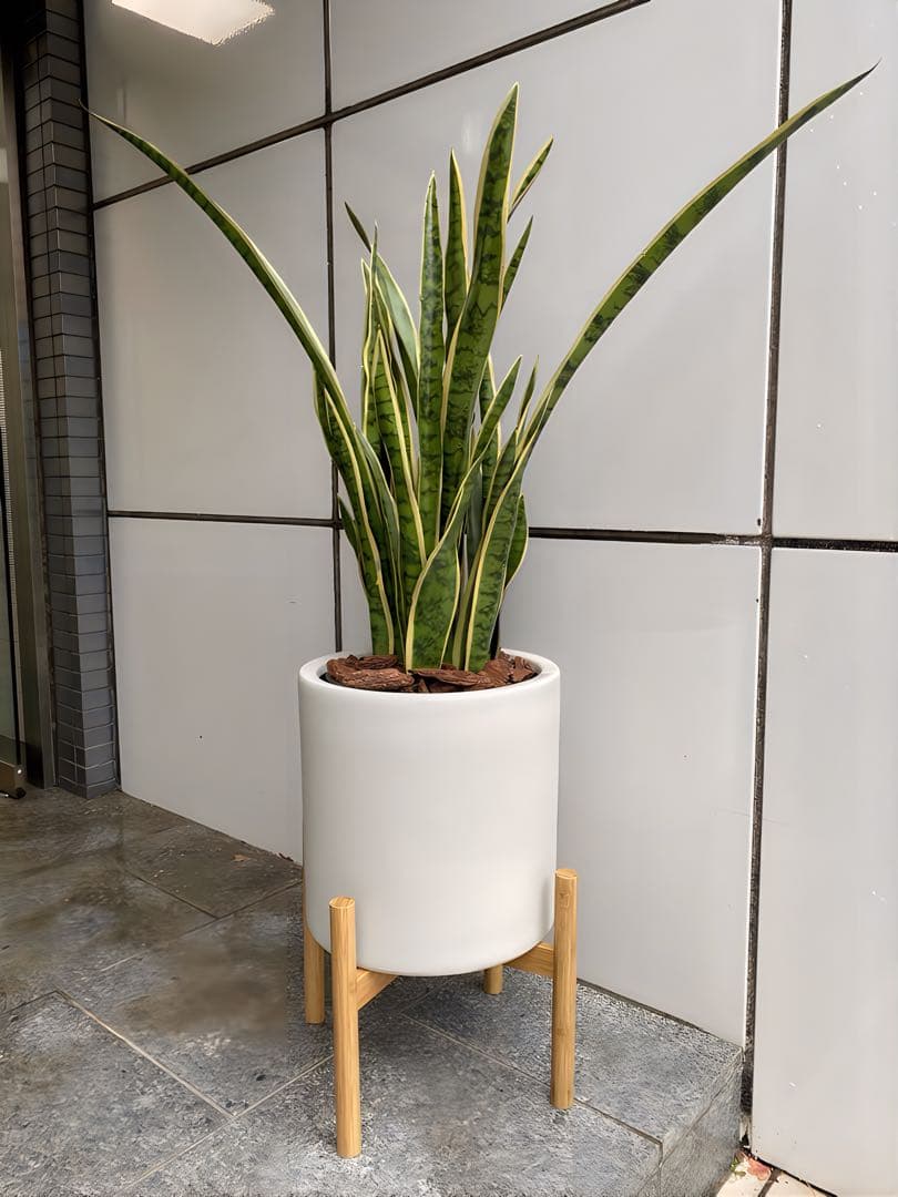 光触媒　人工観葉植物　フェイクグリーン　サンスベリアスタンドセット