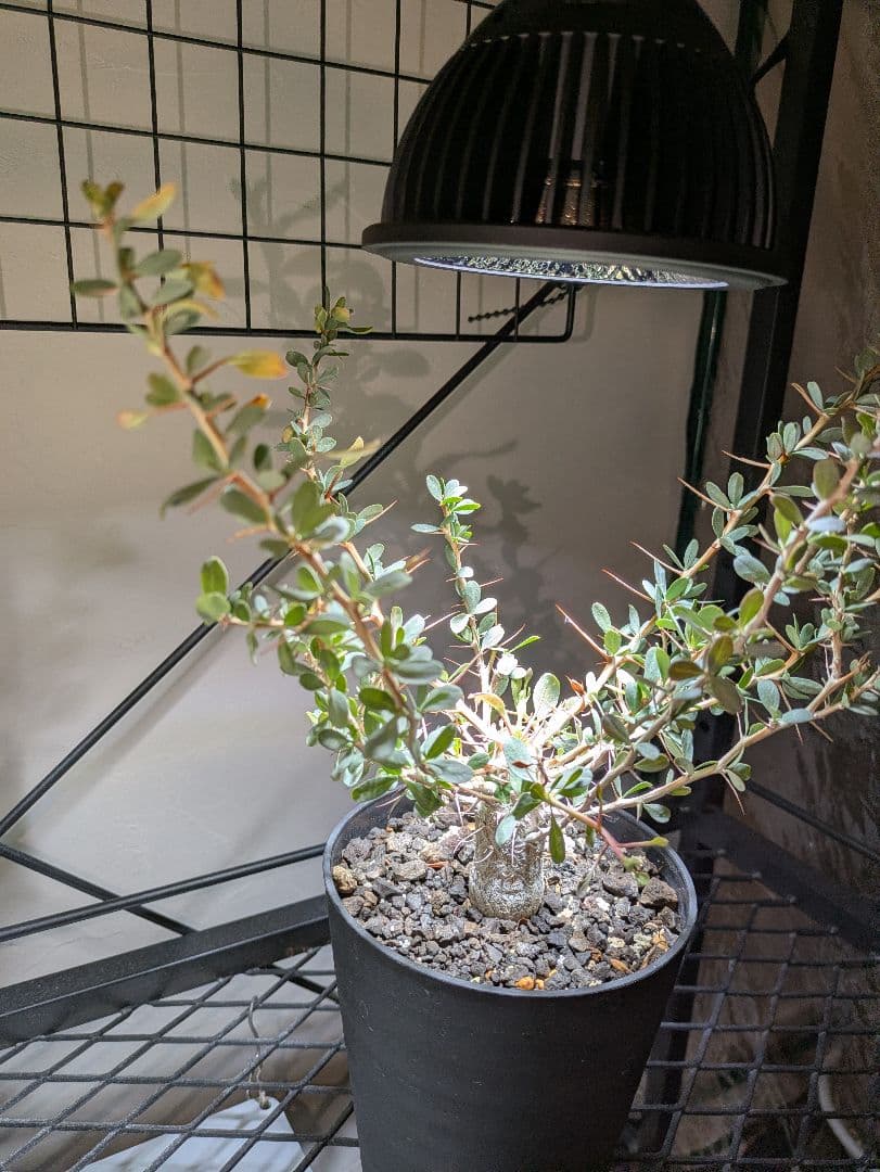 フォークイエリアコルムナリス観峰玉★プルプシーファシクラータトリステパキプス