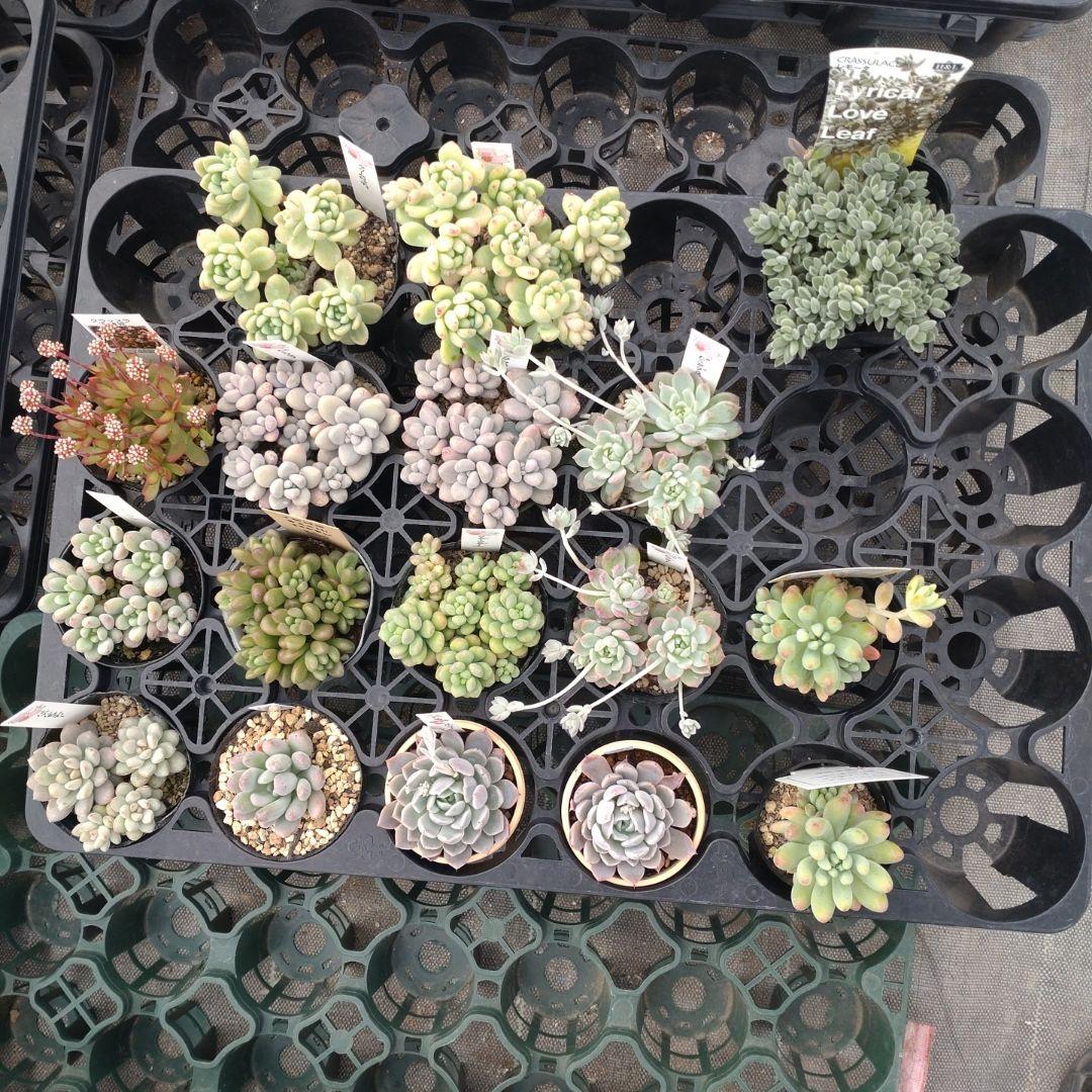 月曜追加あり miiさん専用