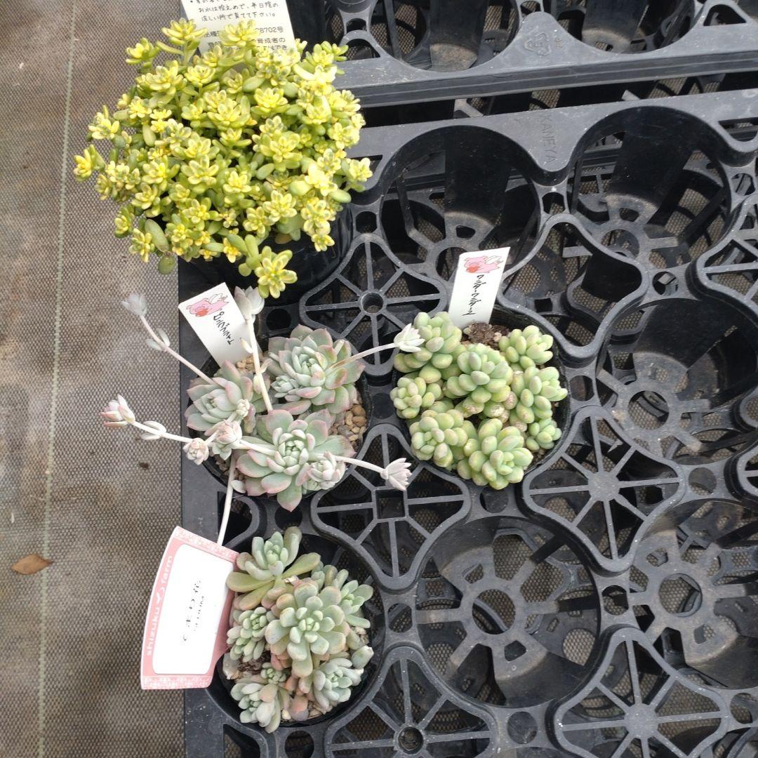 まるちゃんさん専用