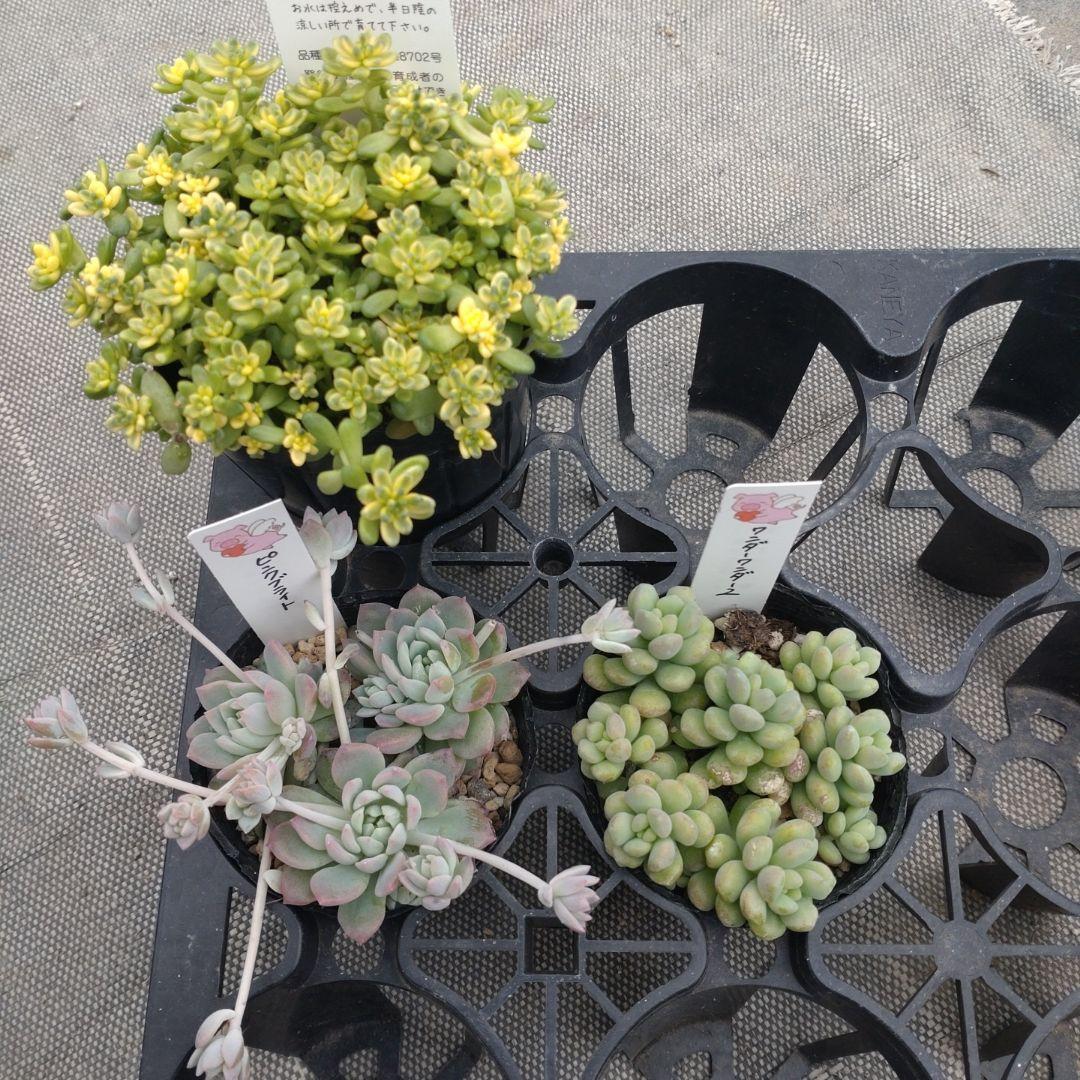 まるちゃんさん専用