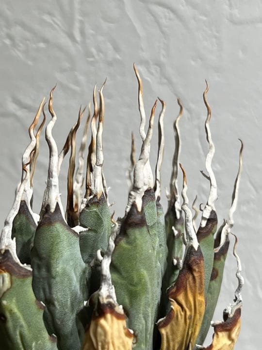 ◾️エボリスピナ 陽炎②◾️エグいうねり