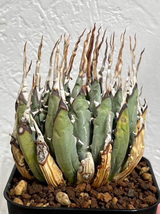 ◾️エボリスピナ 陽炎②◾️エグいうねり