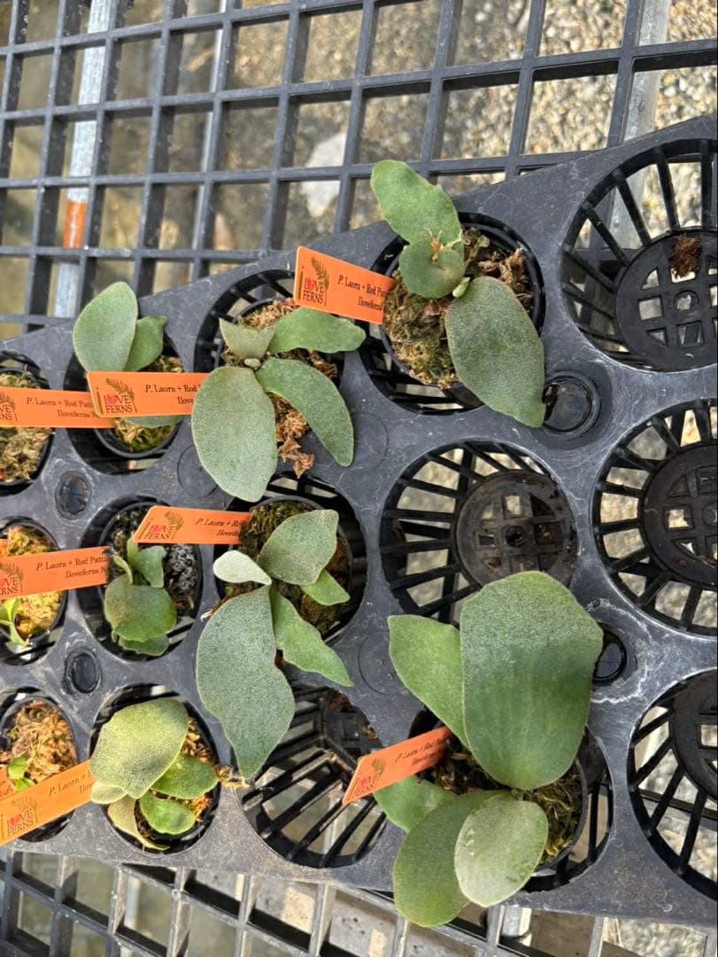 専用 ビカクシダ クモクモ