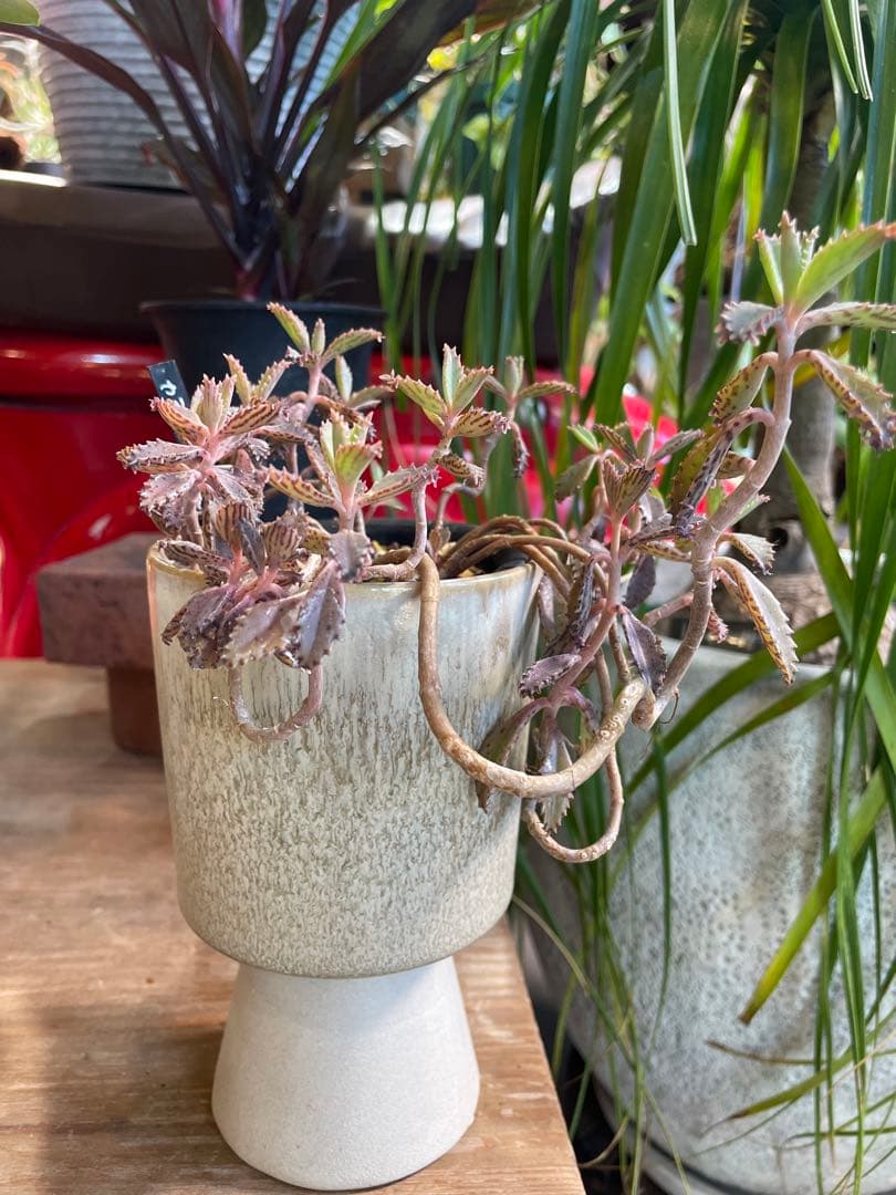 15rinrin プロフ必読ページ植物セット