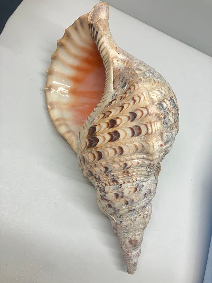 A0104)法螺貝　ホラガイ　貝殻 ほら貝　三伏　密教　魔除け　　熊よけ