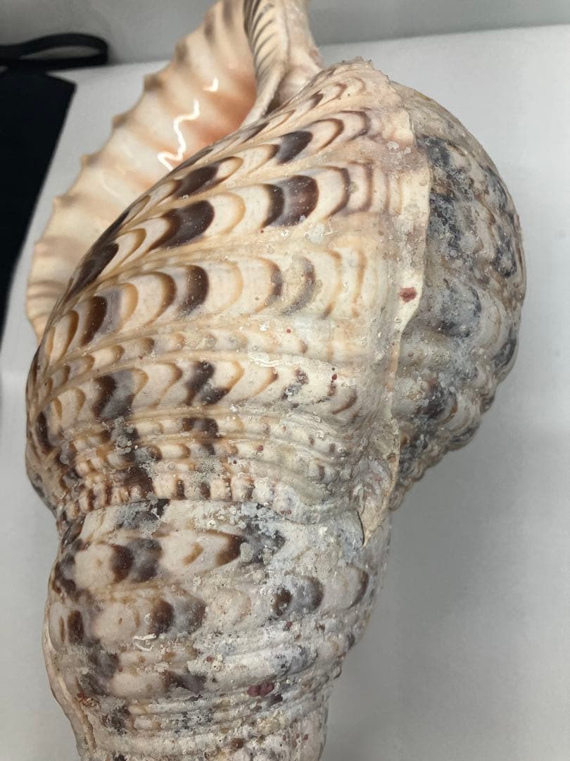 A0104)法螺貝　ホラガイ　貝殻 ほら貝　三伏　密教　魔除け　　熊よけ