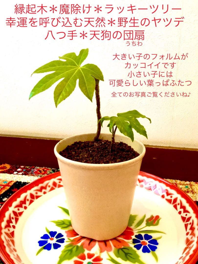 完売　　縁起木＊魔除け【ヤツデ/八つ手/天狗の団扇】天然野生育ち/2株/鉢植え