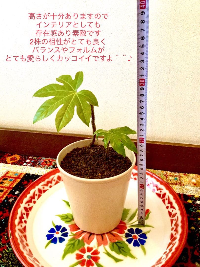 完売　　縁起木＊魔除け【ヤツデ/八つ手/天狗の団扇】天然野生育ち/2株/鉢植え