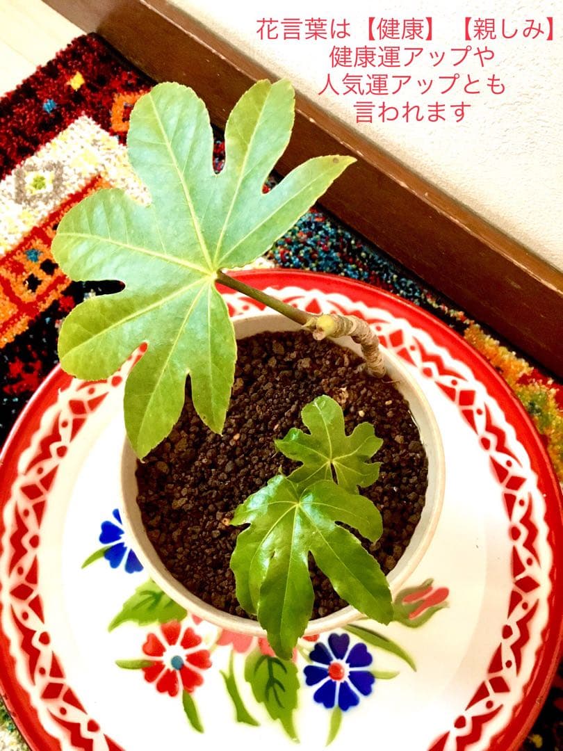完売　　縁起木＊魔除け【ヤツデ/八つ手/天狗の団扇】天然野生育ち/2株/鉢植え