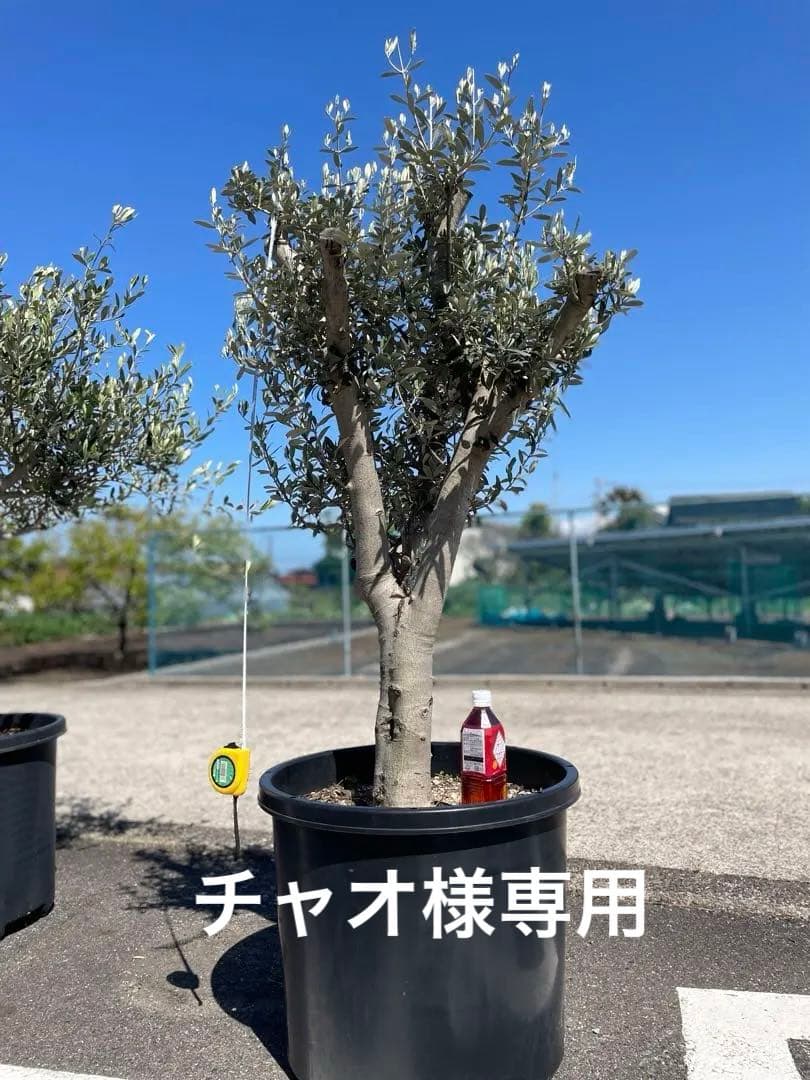 オリーブの木 ミッション【引取り限定】