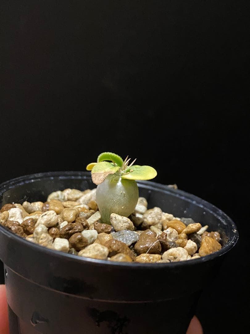 Dc0202 【3株セット】パキポディウム ナマクアナム 実生【鉢 速達】