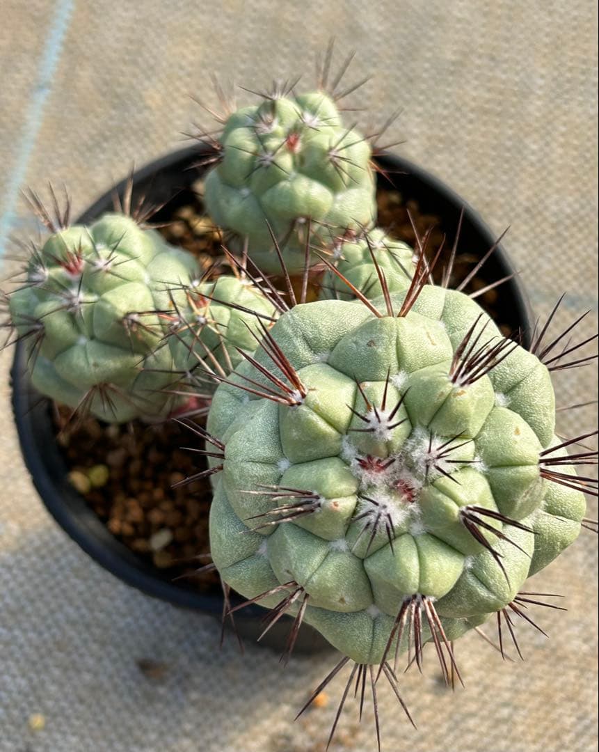 オルテゴカクタス　マクドガリー